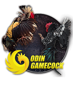 Cockfighting SV388